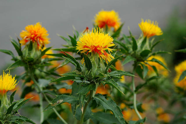 Daily Herb 102: Safflower - Do You Know the Origin of Rouge?