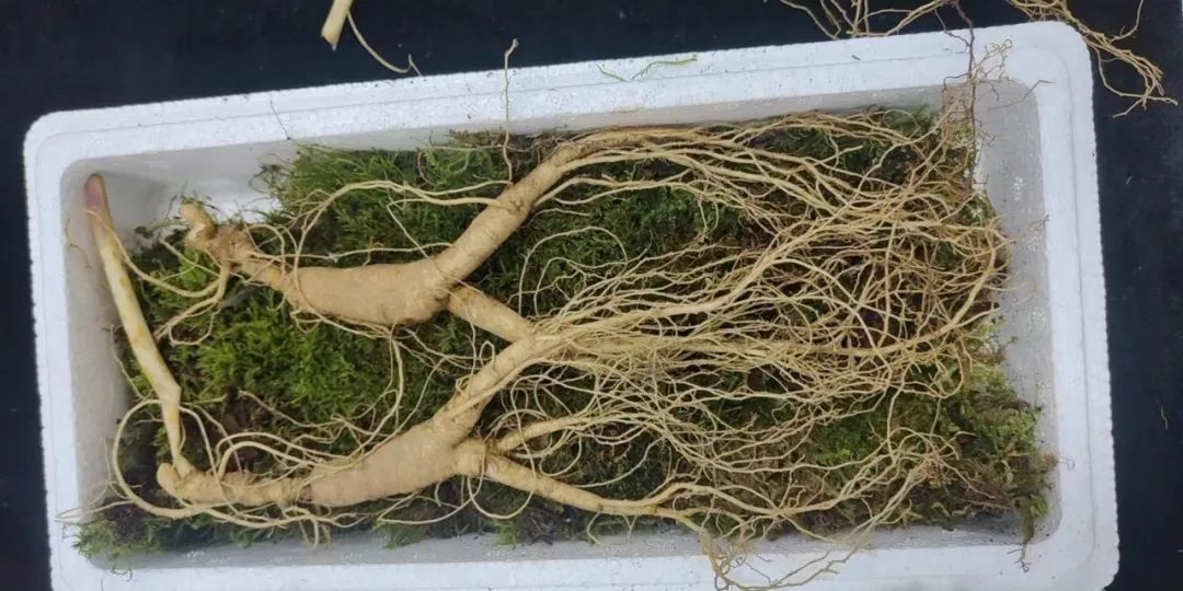 Everything You Need to Know About Fresh Ginseng!
