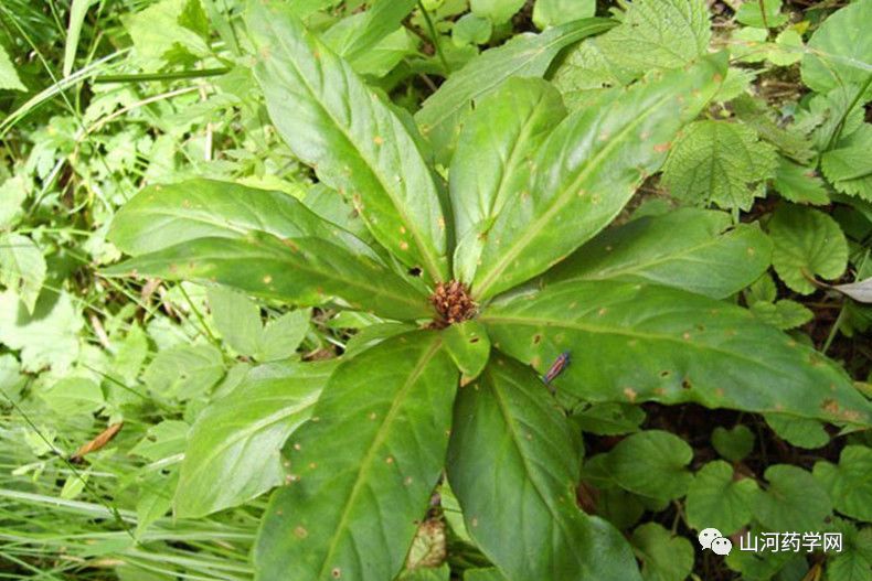 Traditional Chinese Medicine: Dan Shen (Salvia miltiorrhiza)