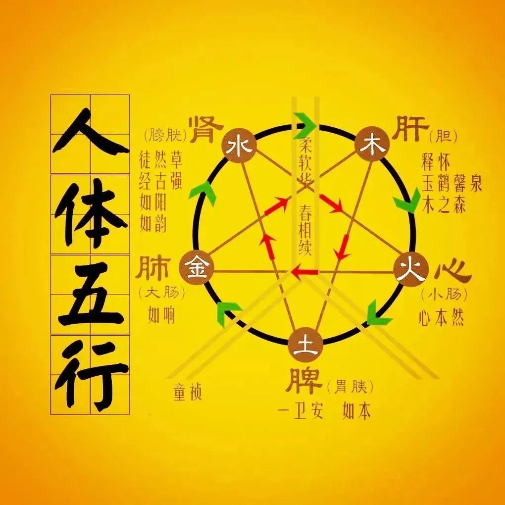 Daily Learning | In-Depth Interpretation of the Generating and Overcoming Relationships of the Five Elements