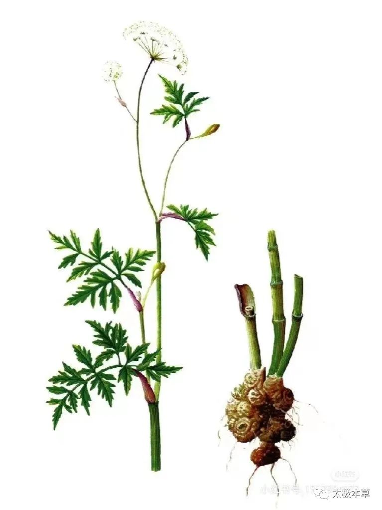 Chuanxiong: A Valuable Herb for Treating Headaches and Promoting Blood Circulation