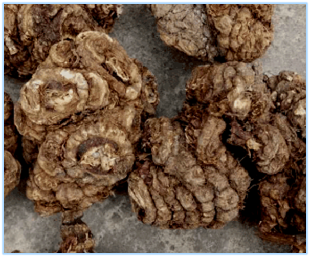 Essential Knowledge of Chinese Medicine: Chuanxiong (Ligusticum chuanxiong)