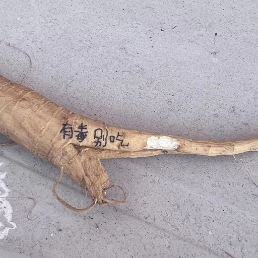 University Student Falls Asleep for 17 Hours After Mistaking 'Ginseng' for Poisonous Plant: Urgent Reminder!