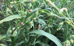 Identification of Coix Seed (Yi Yi Ren)