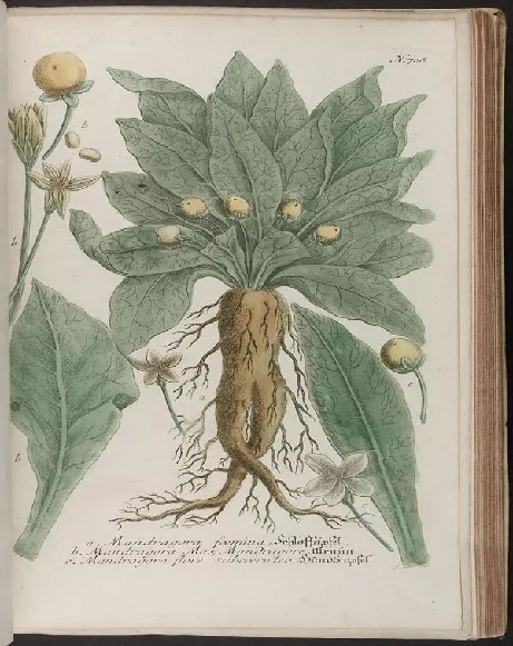 Understanding a Chinese Herbal Medicine Each Day: Ginseng