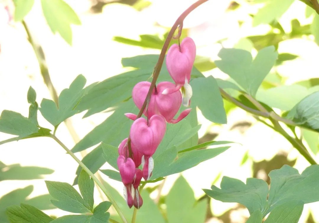 11 Classic Quotes from the Huangdi Neijing: Understanding the Wisdom of Health Preservation!
