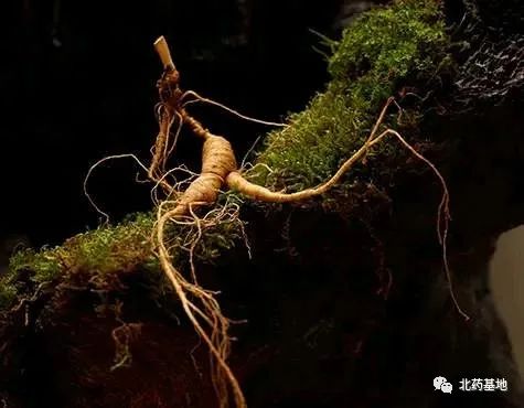 Ginseng | A Comprehensive Guide to Classification