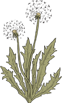 The Harmonious Constitution in Traditional Chinese Medicine