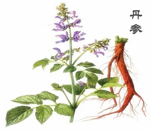 Understanding Danshen (Salvia miltiorrhiza) in Traditional Chinese Medicine