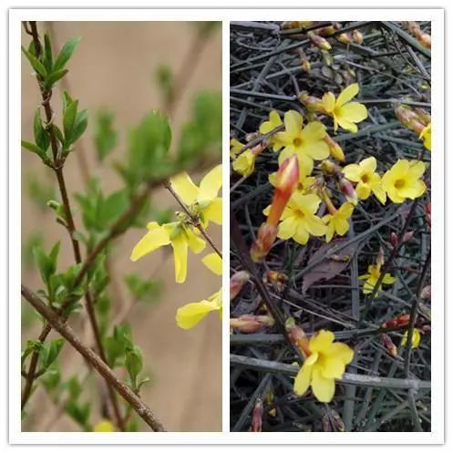 The Efficacy and Functions of Lianqiao (Forsythia)