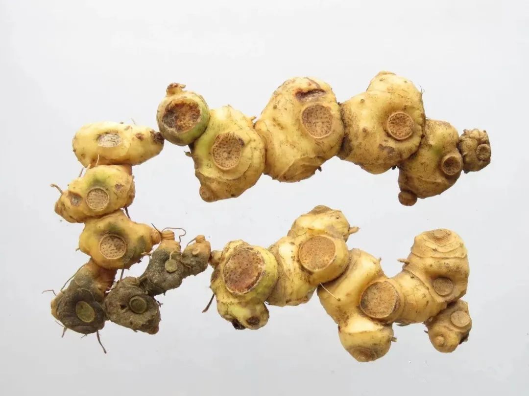 Common Herbs for Tonifying Qi, Nourishing Blood, Moistening Yin, and Reinforcing Yang