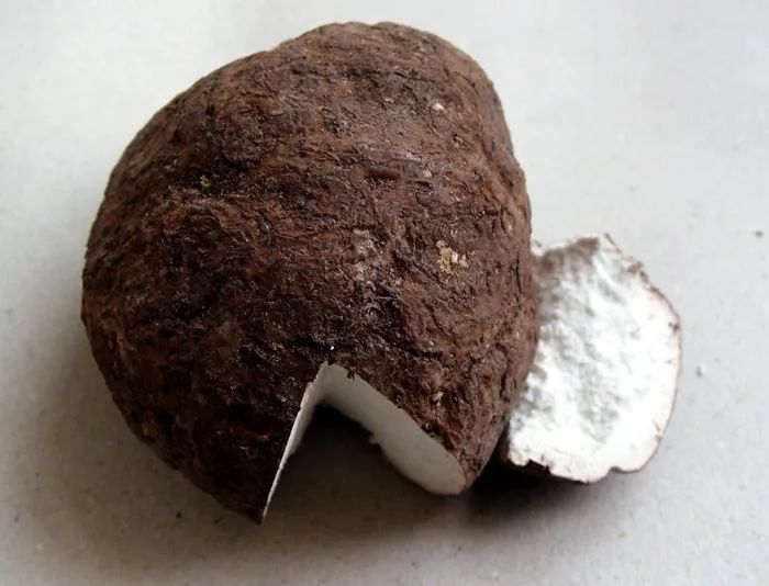 Understanding a Plant Each Day: Poria Cocos