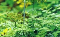 Traditional Chinese Medicine Knowledge: Chuanxiong for Activating Blood and Dispelling Stasis