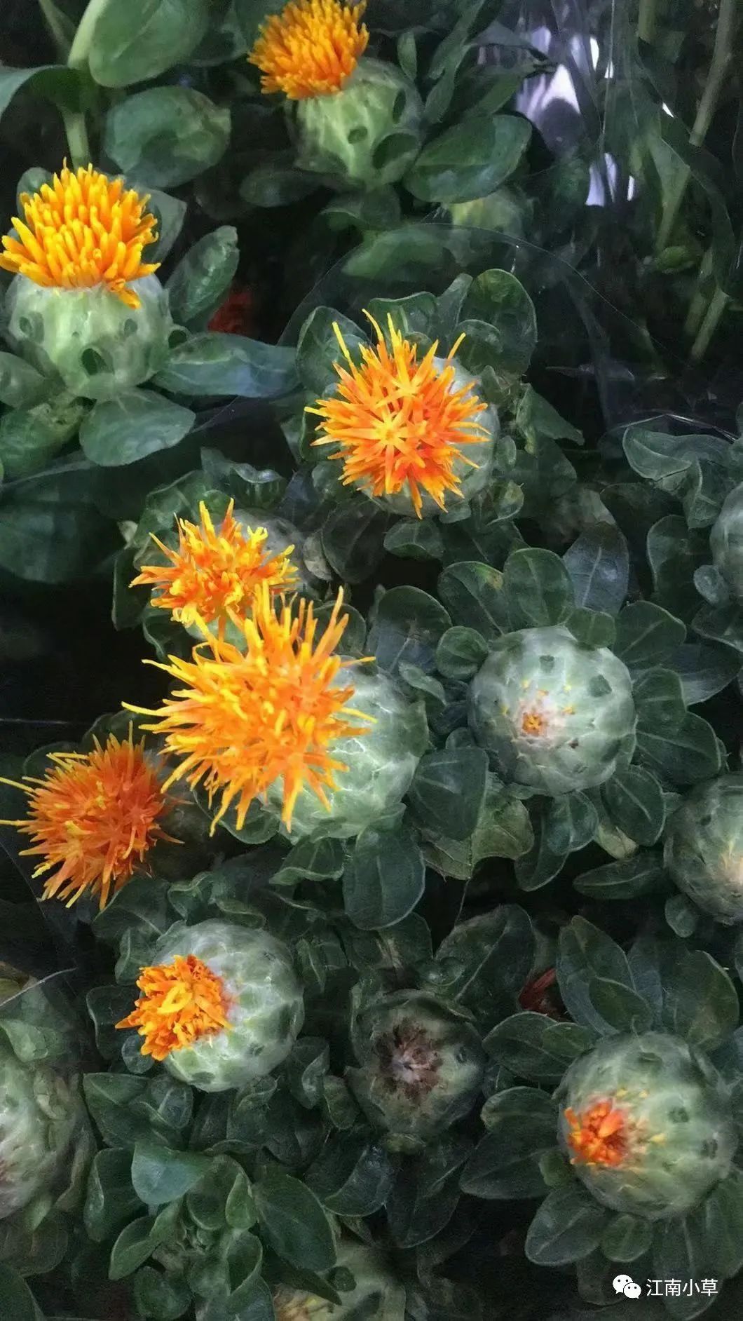 Analysis of Honghua (Safflower) in Traditional Chinese Medicine
