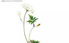 Traditional Chinese Medicine Herb: Chuanxiong (Ligusticum chuanxiong)