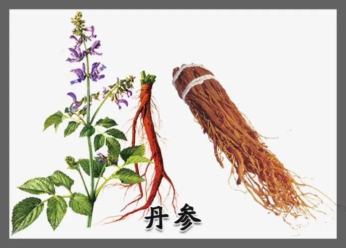 The Efficacy and Contraindications of Danshen (Salvia miltiorrhiza)