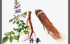 The Efficacy and Contraindications of Danshen (Salvia miltiorrhiza)