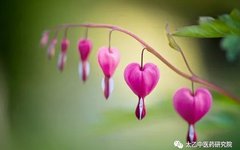 Zhang Zhongjing: The Balance of Yin and Yang is Fundamental to Health Preservation