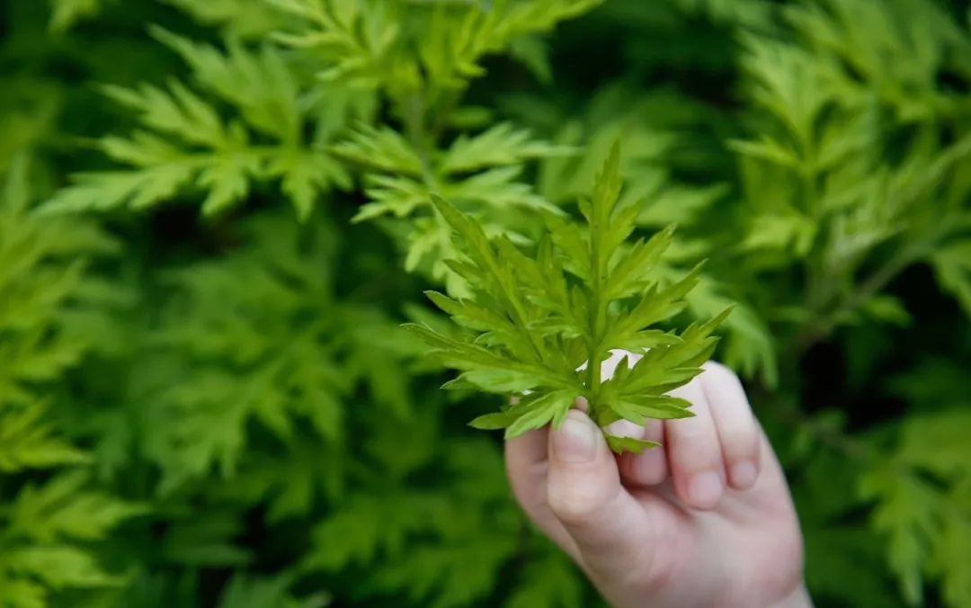 The Wonders of Mugwort Explained in the Compendium of Materia Medica