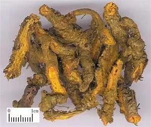 Coptis Chinensis (Traditional Chinese Medicine Encyclopedia, Chinese Materia Medica)