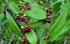 The Medicinal Properties and Uses of Poria (Fu Ling)