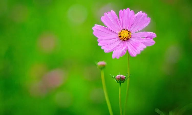 Understanding Yin Deficiency in Traditional Chinese Medicine
