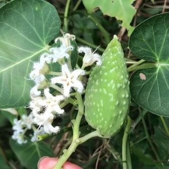 Understanding Traditional Chinese Medicine: Clearing Heat, Detoxifying, Reducing Swelling, and Alleviating Pain