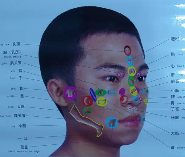 Comprehensive Guide to Holographic Diagnosis in Traditional Chinese Medicine