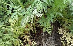 Understanding Chuanxiong (Ligusticum chuanxiong) in Traditional Chinese Medicine