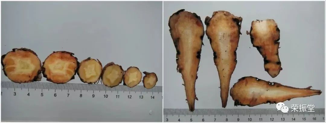 A Detailed Discussion on Chinese Herbal Medicine | Fu Zi (Aconite)