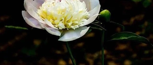 The Therapeutic Use of Bai Shao in Treating Various Spasmodic Pain
