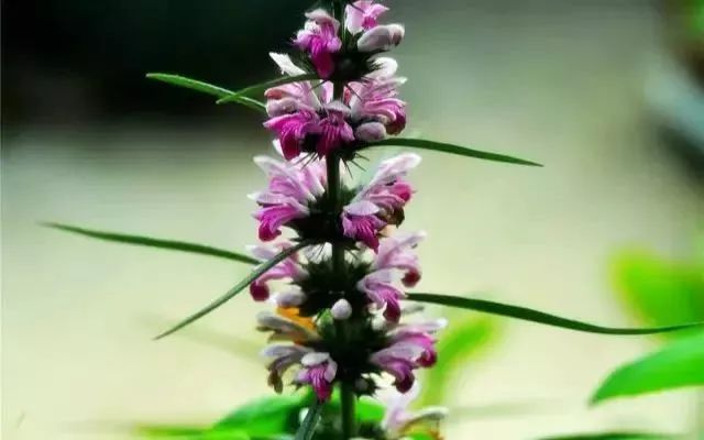 The Top Benefits of Astragalus: Pairing It for Disease Prevention!