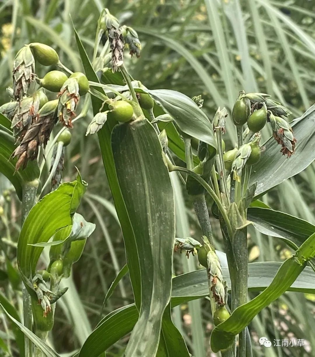 Analysis of Coix Seed (Yi Yi Ren) and Its Root in Traditional Chinese Medicine
