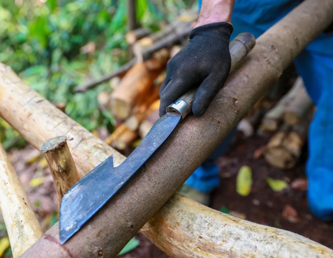 Harvesting Cinnamon: A Journey into the Heart of Traditional Cinnamon Farming