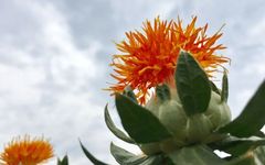 Safflower: Passionate and Versatile in Tea, Soup, Foot Soaks, and Medicine!