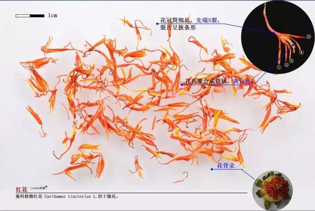 Understanding a Chinese Herbal Medicine Daily: Carthami Flos (Safflower)