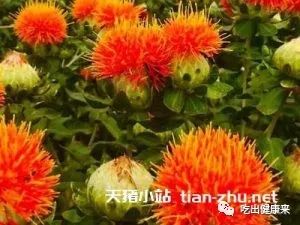 The Benefits and Effects of Safflower: What Are the Pros and Cons of Drinking Safflower Tea?