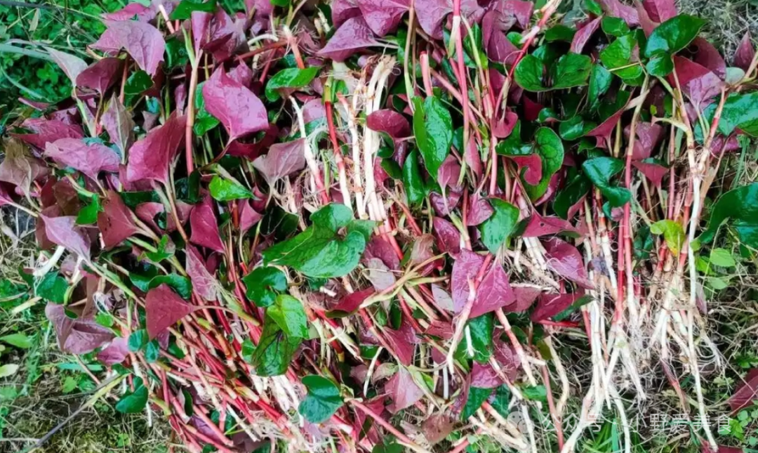 In Spring, It's Better to Eat More of This Than Meat: Clears Heat and Detoxifies, Promotes Urination