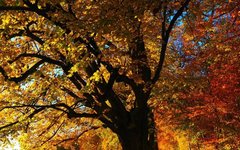 Autumn Equinox: Balancing Yin and Yang in Traditional Chinese Medicine