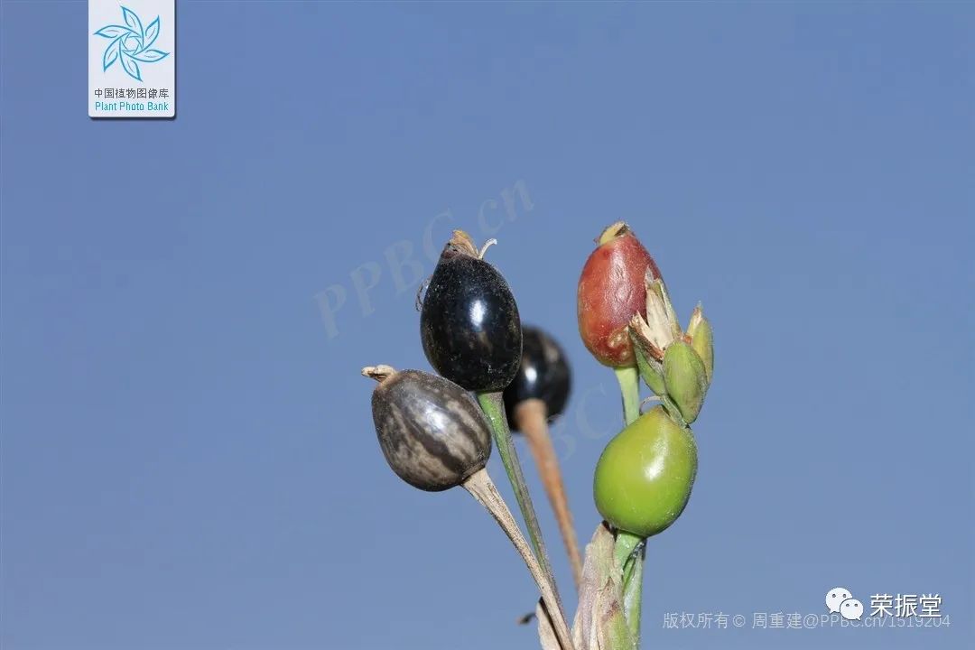 A Detailed Discussion on Coix Seed (Yi Yi Ren)