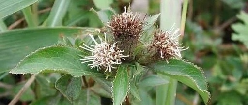 High-Yield Cultivation Techniques for Atractylodes (Cang Zhu)