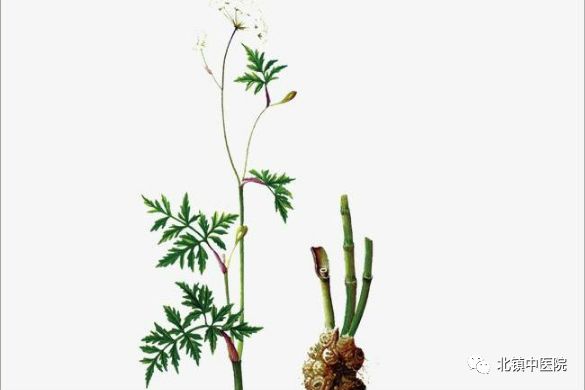 Chuanxiong (Rhizoma Chuanxiong) - A Comprehensive Overview