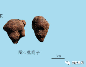 Traditional Chinese Medicine Herb - Fuzi (Aconiti Lateralis Radix Praeparata)
