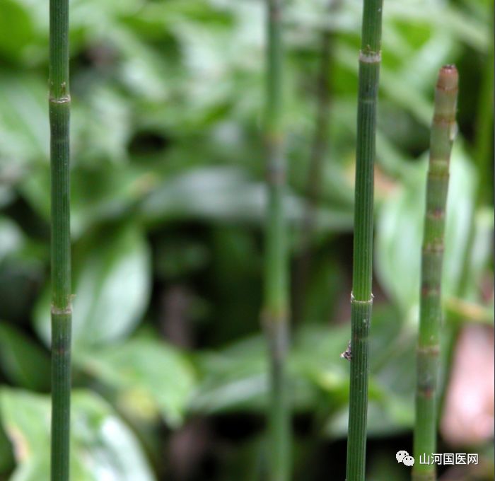 Bencao Gangmu: Mù Zéi (Equisetum) Overview and Applications