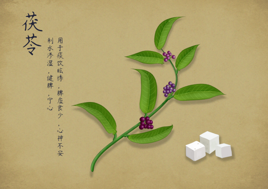The TCM Perspective on Poria (Fu Ling)