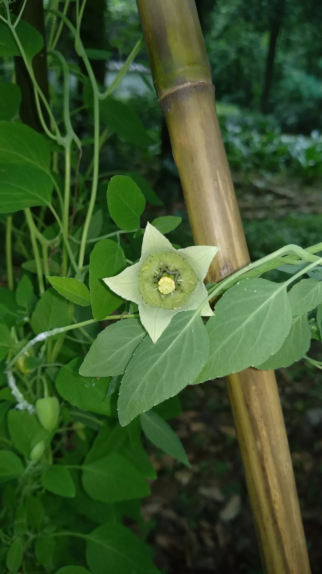 Codonopsis pilosula: A Comprehensive Overview of Its Benefits and Uses