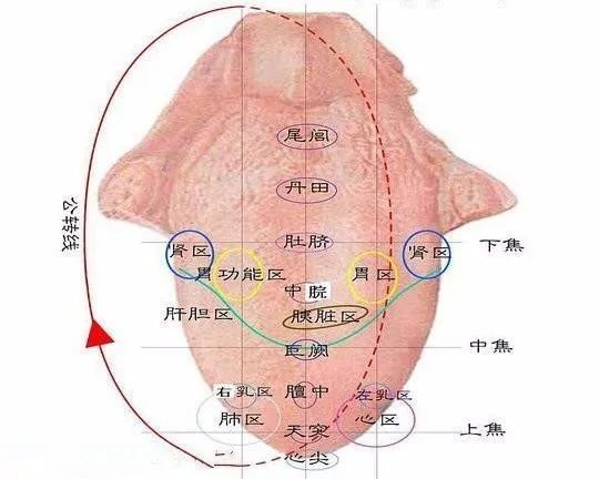 Facial Diagnosis, Eye Diagnosis, Nasal Diagnosis, Ear Diagnosis, Lip Diagnosis, Tongue Diagnosis, and Tooth Diagnosis: A Comprehensive Collection