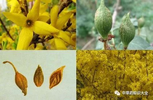 The Efficacy and Functions of Lian Qiao (Forsythia Suspensa)
