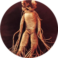 Ginseng: The Most Comprehensive and Fastest Qi Tonic
