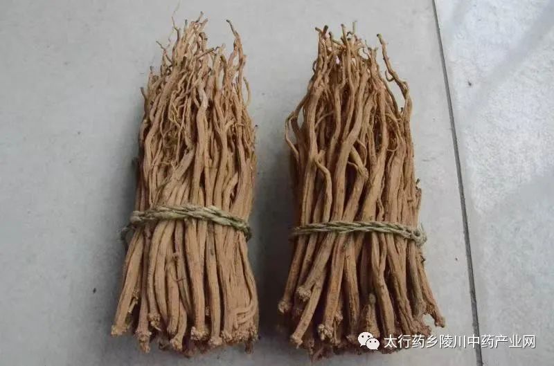 Understanding Codonopsis: The Lesser-Known Ginseng